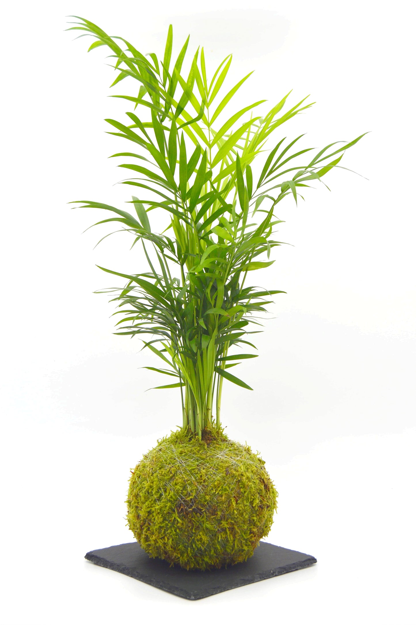 Kokedama Chamadorea