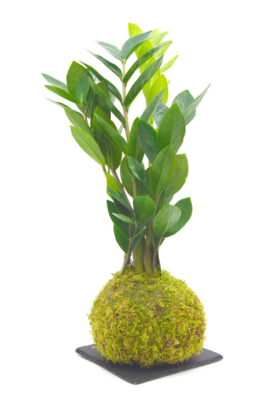 Kokedama Zamioculca