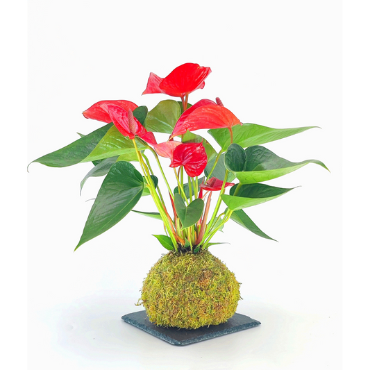 Ànturio Kokedama