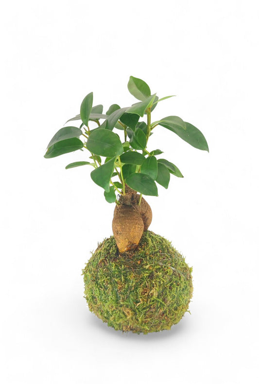 Kokedama Ficus Ginseng