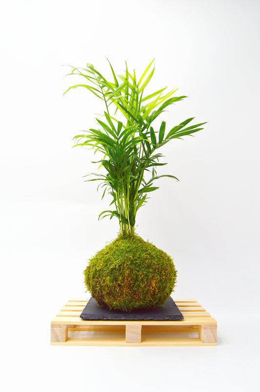 Kokedama Chamadorea mini