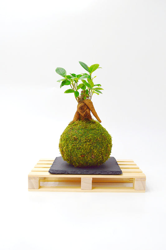 Kokedama Ficus Ginseng