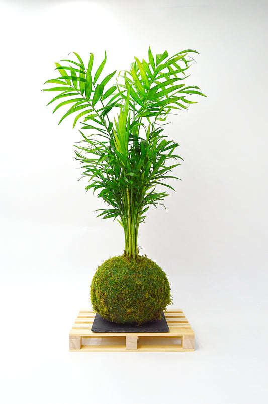 Chama Kokedama