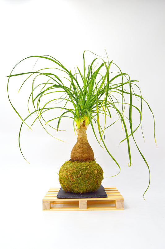 Kokedama Pachira