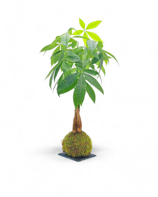 Pachira Kokedama