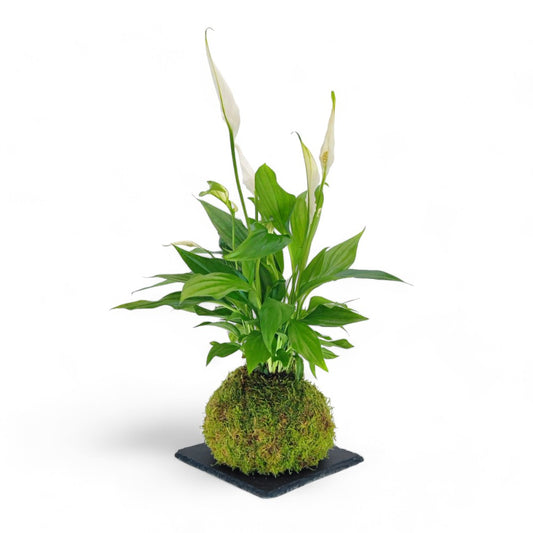 Kokedama Spathiphyllum