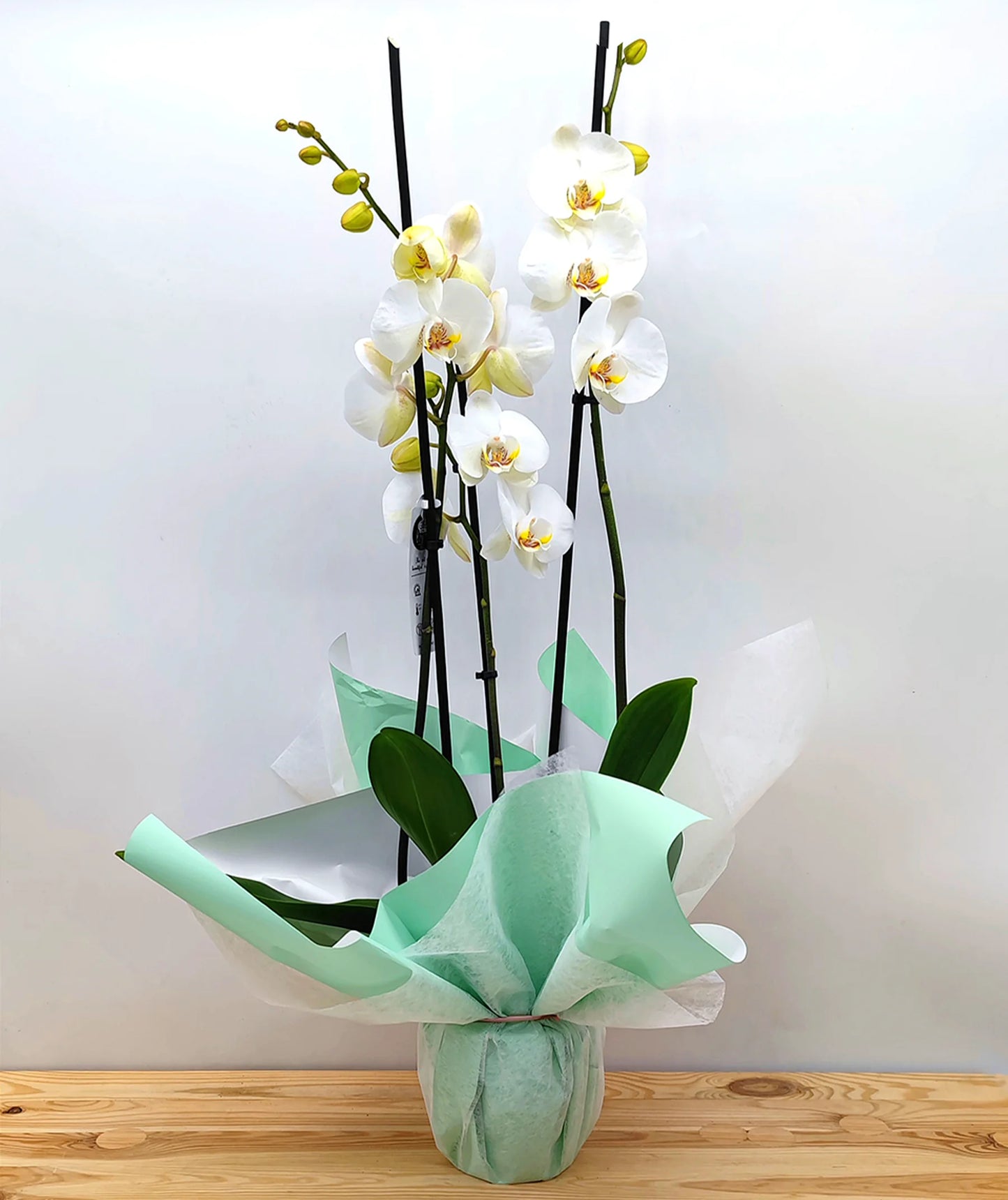 Orquídea Blanca PREMIUM