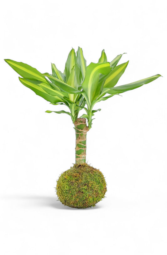 Tronco De Brasil Kokedama