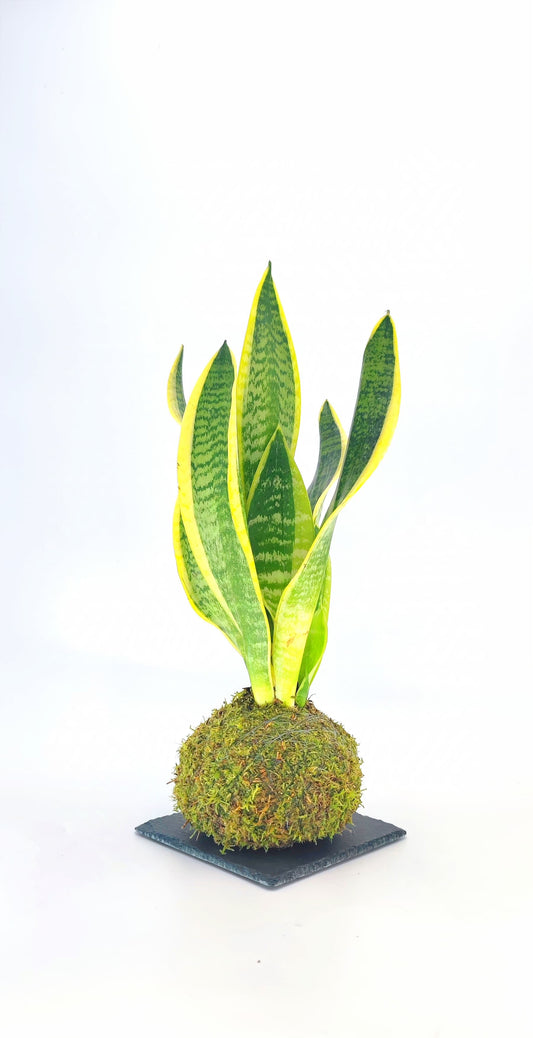 Sansevieria Kokedama