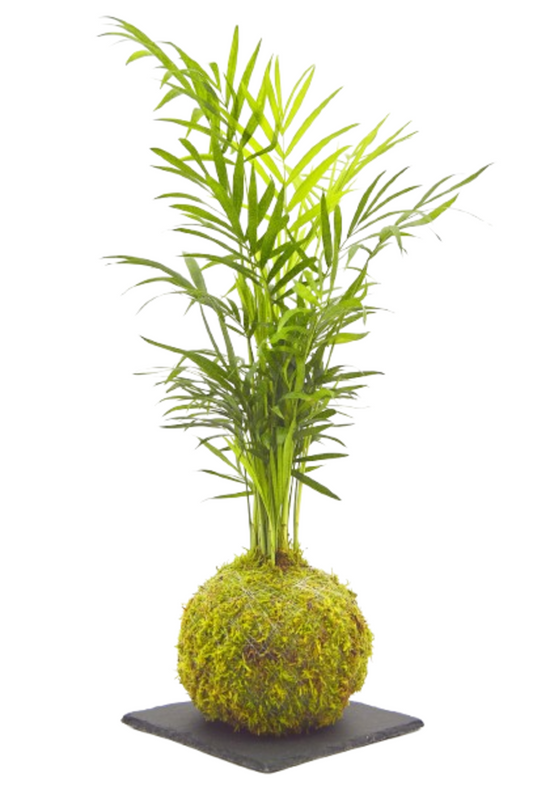 Kokedama Chamadorea