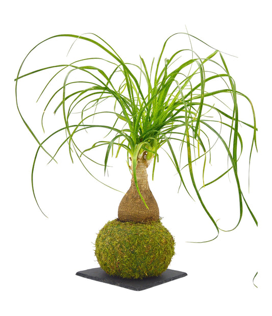 Kokedama Pachira