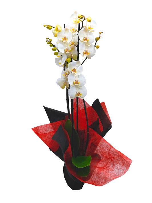 Orquídea Premium