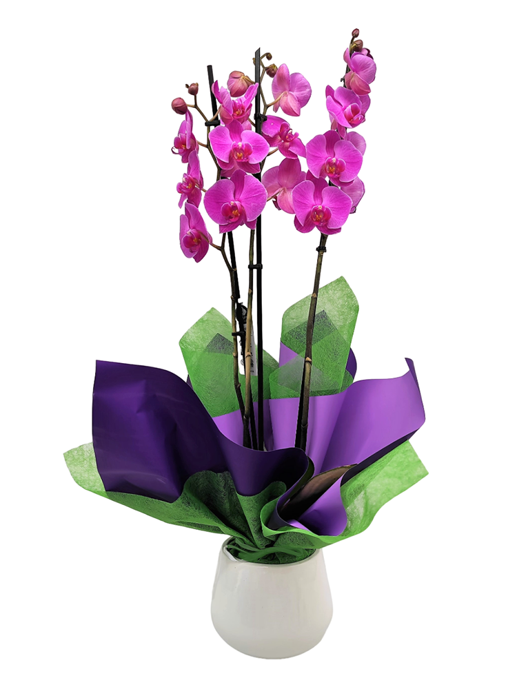 Orquídea Premium
