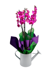 Orquídea regadera